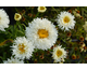 Leucanthemum x superbum Engelina ®