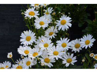 Leucanthemum x superbum