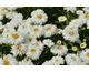 Leucanthemum