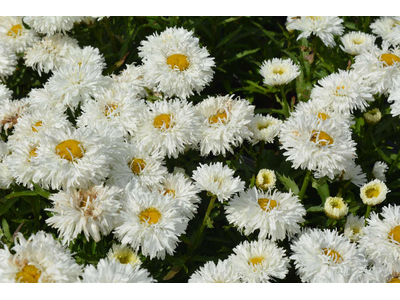 Leucanthemum