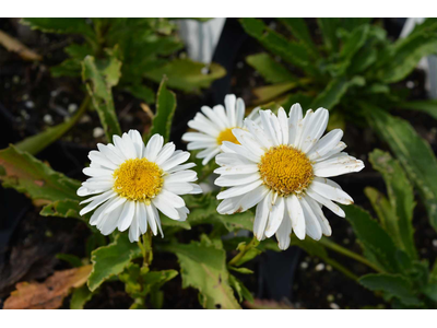 Leucanthemum x maximum