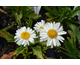 Leucanthemum x maximum Real Glory