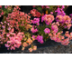 Lewisia cotyledon 