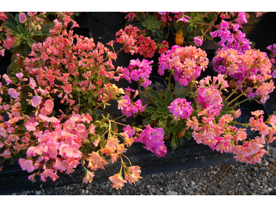Lewisia cotyledon