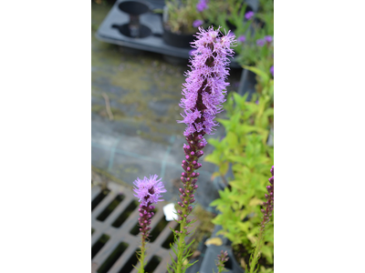 Liatris spicata