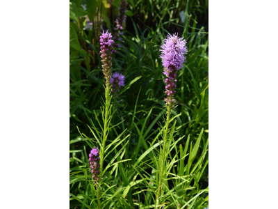 Liatris spicata