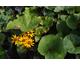 Ligularia dentata