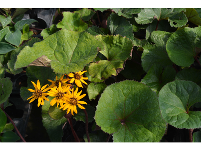 Ligularia dentata