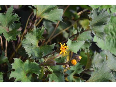 Ligularia dentata