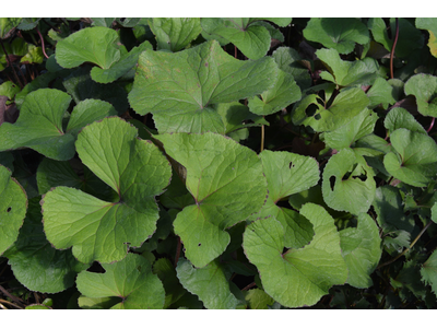 Ligularia dentata