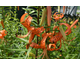 Lilium Tiger Eyes