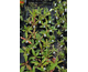 Limonium latifolium None