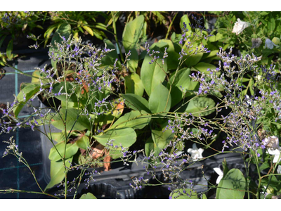 Limonium latifolium