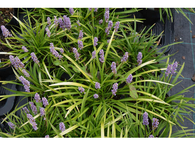 Liriope muscari