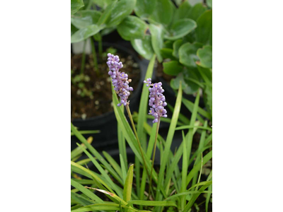 Liriope muscari