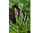 Liriope muscari