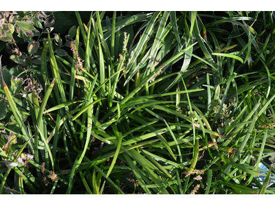 Liriope muscari