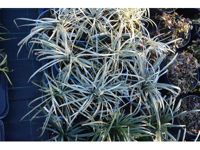 Liriope spicata