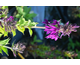 Lobelia speciosa Hadspen Purple