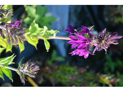 Lobelia speciosa