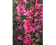 Lobelia speciosa Starship Deep Rose