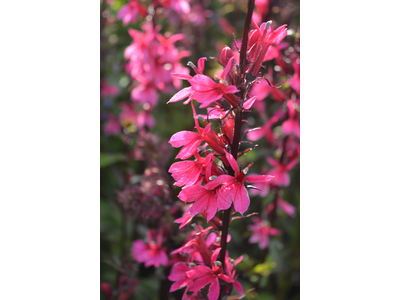 Lobelia speciosa