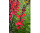 Lobelia speciosa Starship Scarlet