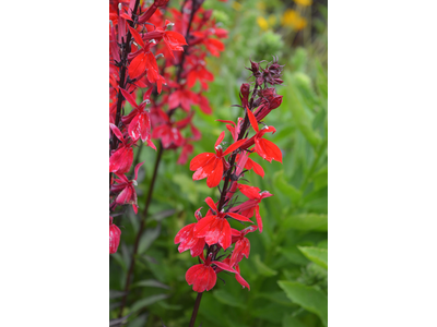 Lobelia speciosa