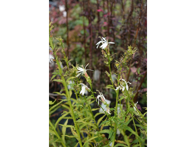 Lobelia cardinalis albiflora