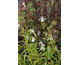 Lobelia cardinalis albiflora White Cardinal