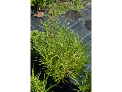 Lobelia laxiflora