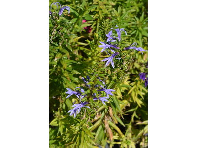 Lobelia sessilifolia