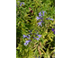 Lobelia sessilifolia