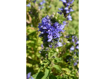 Lobelia siphilitica