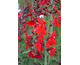 Lobelia speciosa Compliment Scarlet