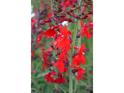 Lobelia speciosa