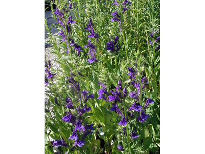 Lobelia speciosa