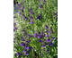 Lobelia speciosa Fan Blue