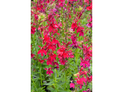 Lobelia speciosa