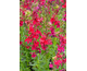 Lobelia speciosa Fan Burgundy