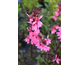 Lobelia speciosa Fan Salmon