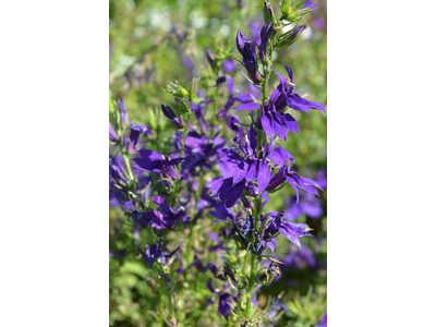 Lobelia speciosa