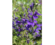 Lobelia speciosa Starship Blue