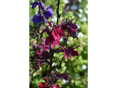 Lobelia speciosa