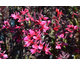 Lobelia speciosa