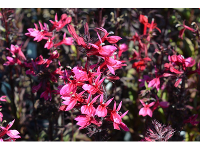 Lobelia speciosa