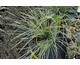 Lomandra longifolia White Sands