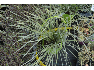 Lomandra longifolia