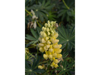 Lupinus