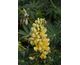 Lupinus Desert Sun ®